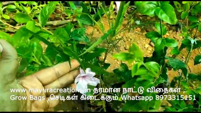 கோடையில் வளர்க்க ஏற்ற 10 வகை பூச்செடிகள் смотреть онлайн