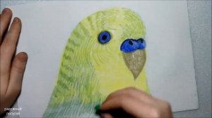 КАК НАРИСОВАТЬ ПОПУГАЯ , рисуем волнистого попугайчика , How to draw a parrot