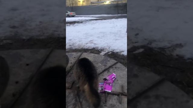 Белка, Зеленоглазка и Братик (кличка непечатная). Кому?