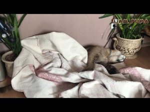 Одному совсем не уютно)). I don't like to sleep alone))