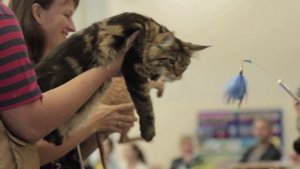 Как Воспитать Кота Шоукласса. Все О Домашних Животных