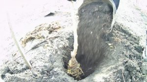 Черешня Ленинградская Чёрная Среднеранняя. Весенняя посадка черешни в саду.