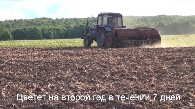 Посев Донника - Ароматизатор для бани / травы для бани /веники для бани/ Ачаки Веники смотреть онлайн