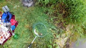 Куриная ПЕЧЕНЬ в действии! Сом, голавль, густера