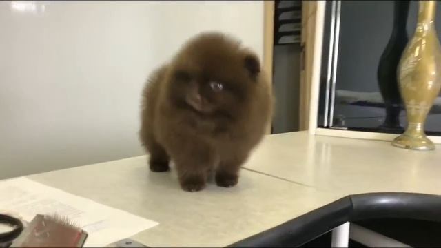 Щенок Коры шпиц.