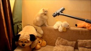 КОТ И ПЫЛЕСОС