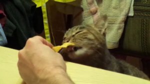 Кошка ест чипсы