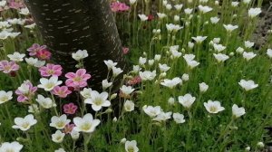 цветёт белая камнеломка Арендса на даче