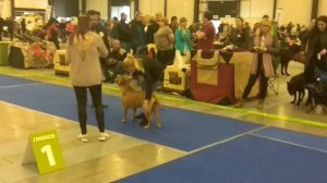 Международная выставка собак  CACIB  Санкт-Петербург  БЕЛЫЕ НОЧИ II  2018 ринг породы ка де бо