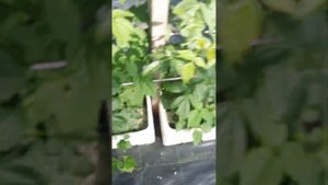 рассада Кабрилло и Мурано