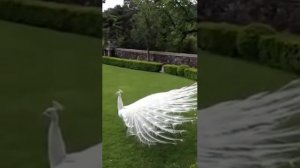 Павлин альбинос распускает хвост