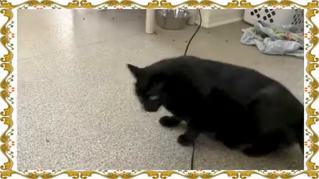 Кот толстяк и хозяйка смотреть онлайн