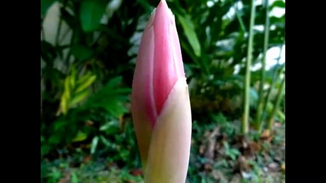 жизнь цветка смотреть онлайн