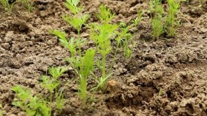 Первые подкормки. Как правильно подкормить, чтобы не навредить