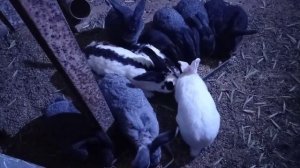 Кормление кроликов мешанкой