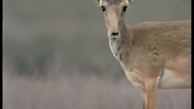 По следам вечных кочевников ч 1 смотреть онлайн