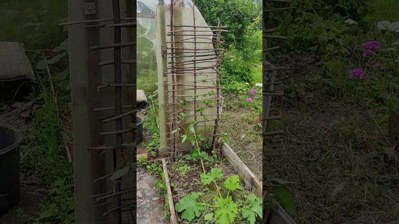 Опора для вьющихся растений, просто из палок