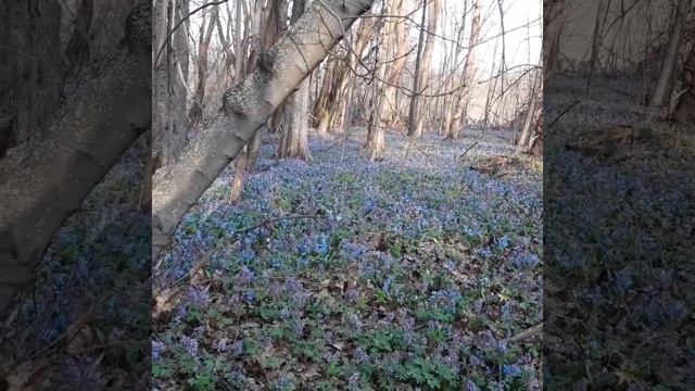 Подснежники. Красивейшая поляна первоцветов. Апрель 2021г.