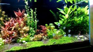 малыши скалярия голубой ангел примерно 2 мес ))