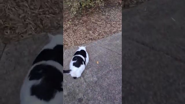 ??#Животные #Милота #Shorts #шлёпа #каракал #СмешныеЖивотные #кот смотреть онлайн