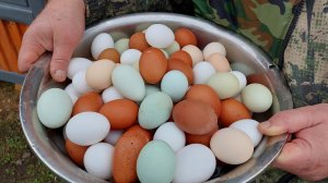 ЛЕГЕНДАРНАЯ ЯЙЦЕНОСКОСТЬ  КУР ДЕДА ЧТП .