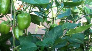 Высокорослые перцы в теплице.