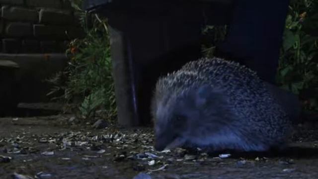 Ёжик семечки грызёт смотреть онлайн