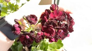 Royal Black Rose, самый популярный и эффектный сорт пеларгонии