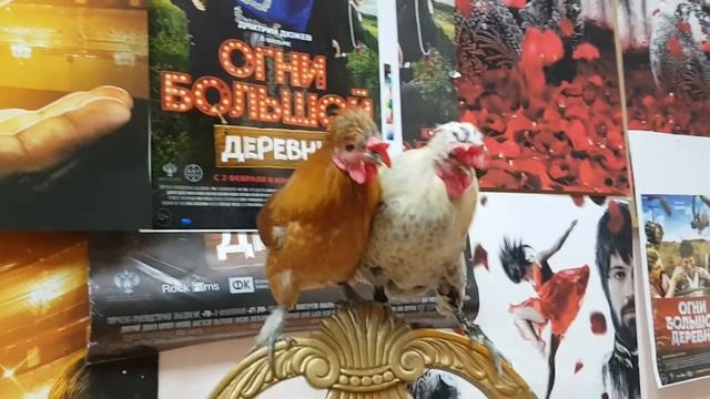 Аренда животных. Петушки в ожидании своего кадра . смотреть онлайн