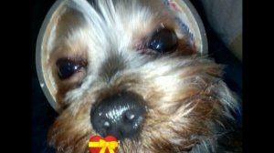 мистер бомбастик