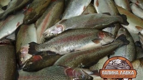 Свежая форель Купить свежую форель в Воронеже