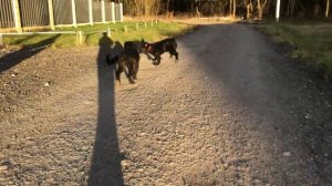 Щенки ховаварта на прогулке