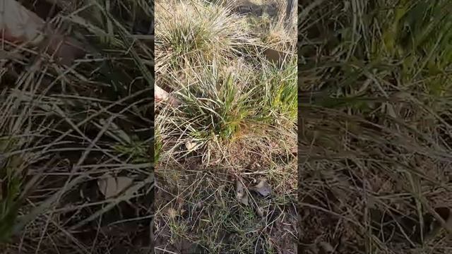 Сеслерия Гейфлера (Sesleria heufleriana). Уход после зимы. смотреть онлайн