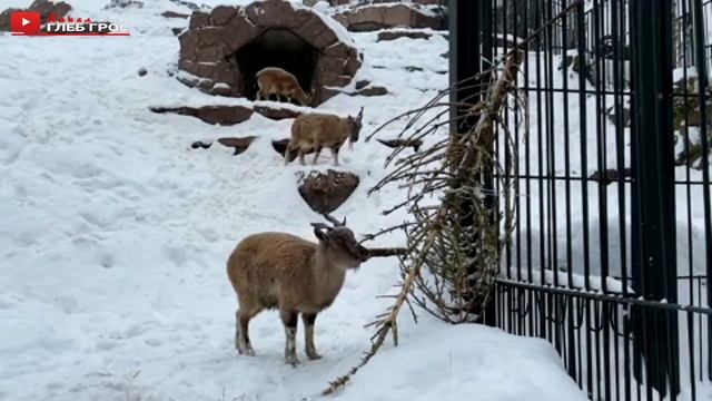Московский зоопарк принимает новогодние елки и сосны для животных. Анонс