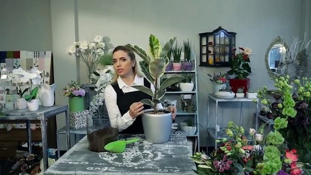 Зелёный дом: выращиваем фикус каучуконосный (эластика)