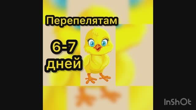 Перепелятам 6-7 дней