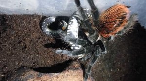 Птицеед против змеи. Часть 3, финальная.