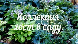 Хосты в саду. Хостомания.