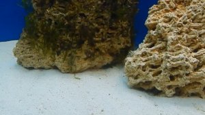 Размножение морских аквариумов. Ч 1.