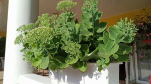 99 Лучших Идей для ДАЧИ, которые хочется повторить