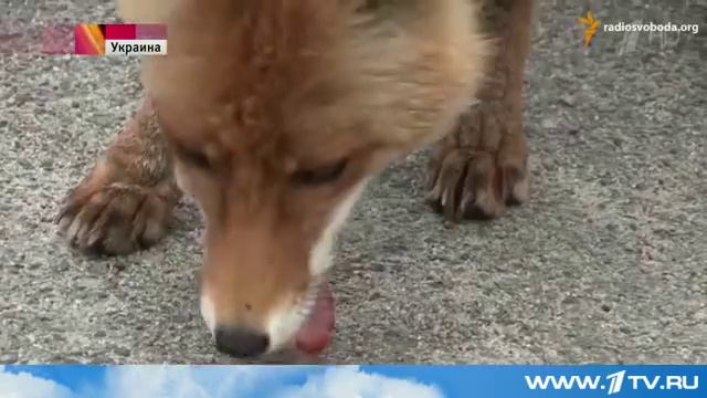 Лиса дала мастер класс по приготовлению сэндвичей! смотреть онлайн