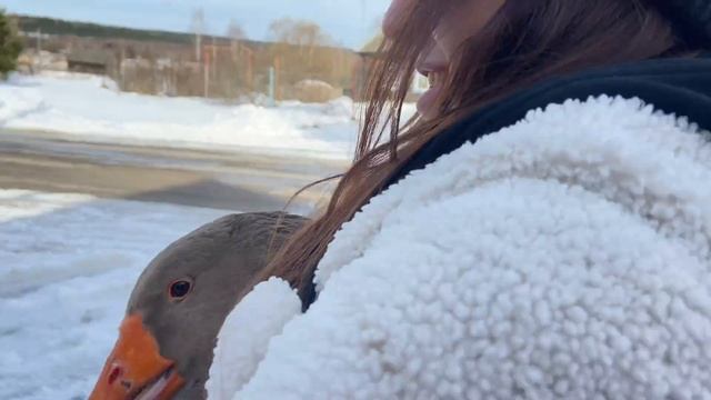 Весна и гусь смотреть онлайн