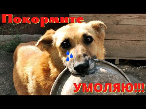 Голод это страшно, Помогите приюту для собак жить! Необходима Помощь бездомным животным.