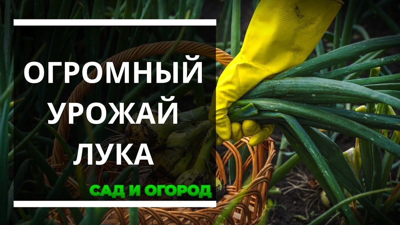 Секреты высокого урожая репчатого лука