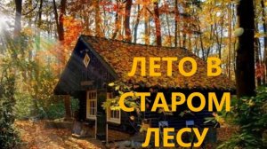 Пение птиц в летнем лесу, кукушка и другие лесные обитатели.