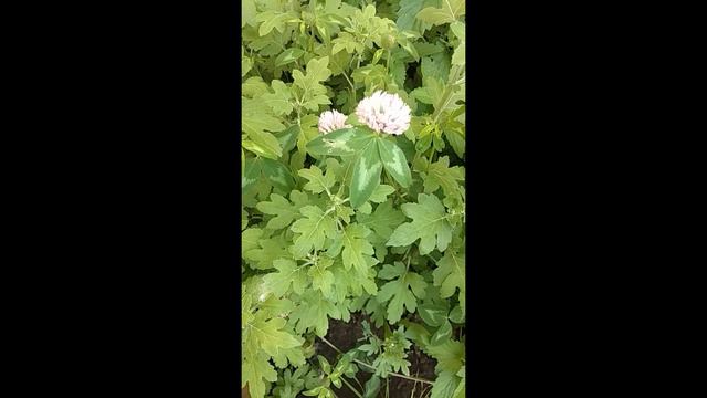 Цветы на даче, 2020 год смотреть онлайн