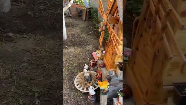 Красивое украшение для двора.