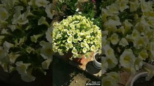 Мои петунии американской селекции из серии Изи Вейв и Шок Вейв.