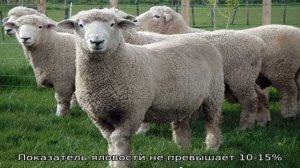 Тонкорунные овцы породы прекос