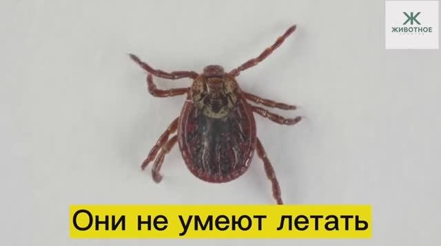Главное, что необходимо знать о клещах